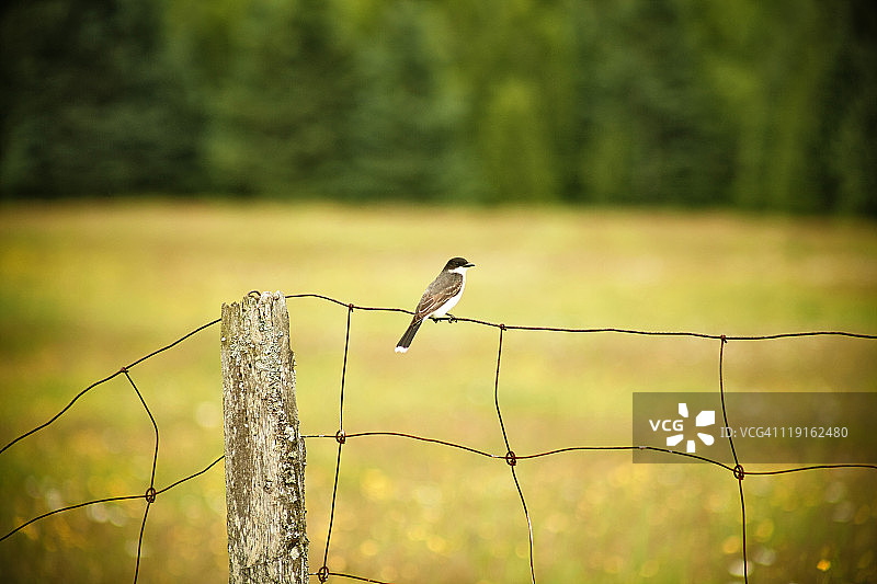 横丝网上的暴君鸟图片素材