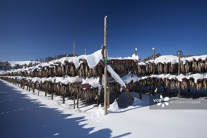 冬季晾晒鱼干图片素材