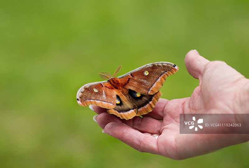 女人手中的大飞蛾图片素材