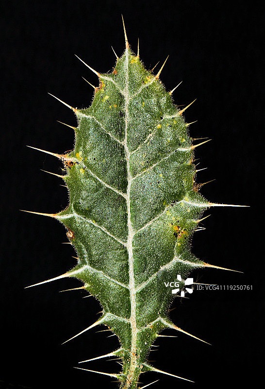 多刺的阿富汗叶子图片素材