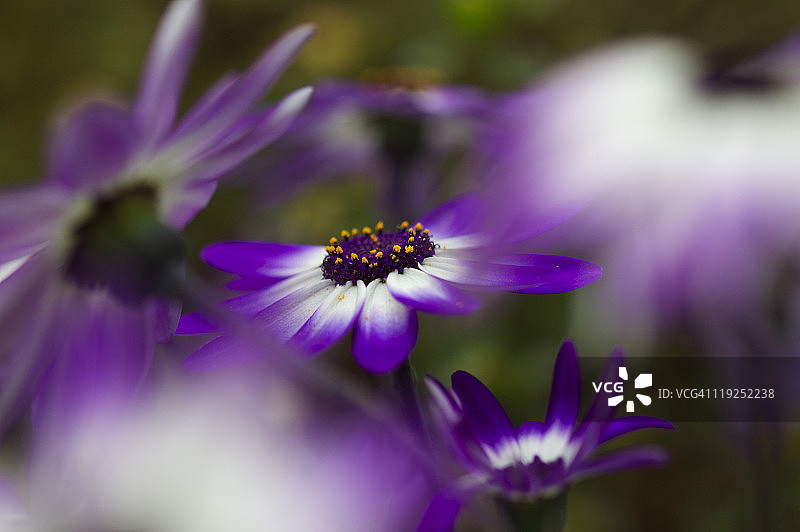 漂亮的紫色图片素材