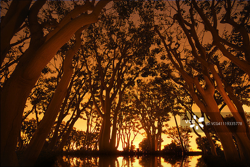 树木聚集图片素材