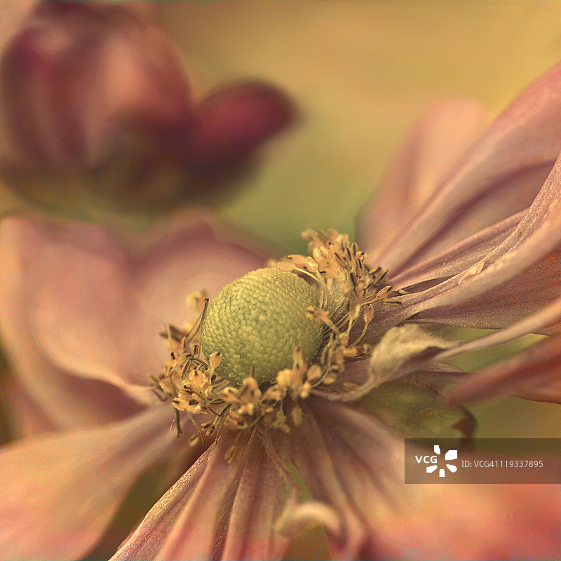 秋日的温暖图片素材