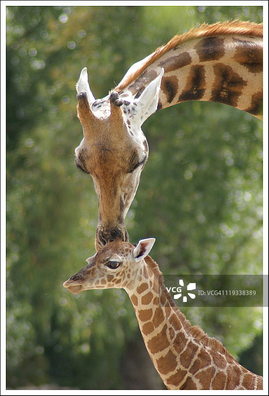 母长颈鹿和小长颈鹿图片素材