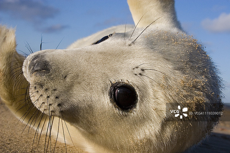 灰色海豹（哈利乔鲁斯格瑞普斯）图片素材