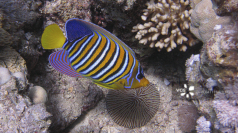 皇帝神仙鱼图片素材