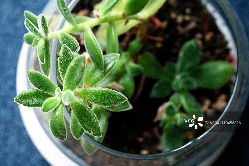 多肉植物玻璃容器图片素材
