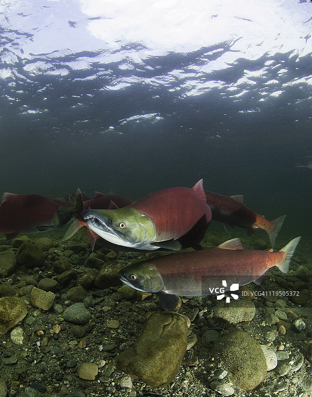 产卵的红鲑鱼图片素材