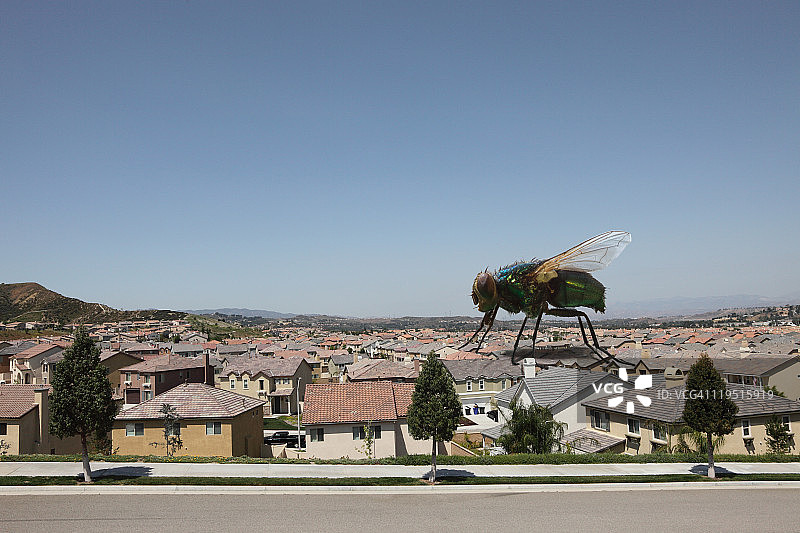 房屋上的大苍蝇图片素材