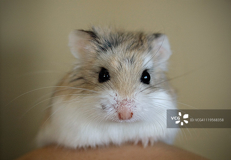 罗博夫斯基仓鼠图片素材