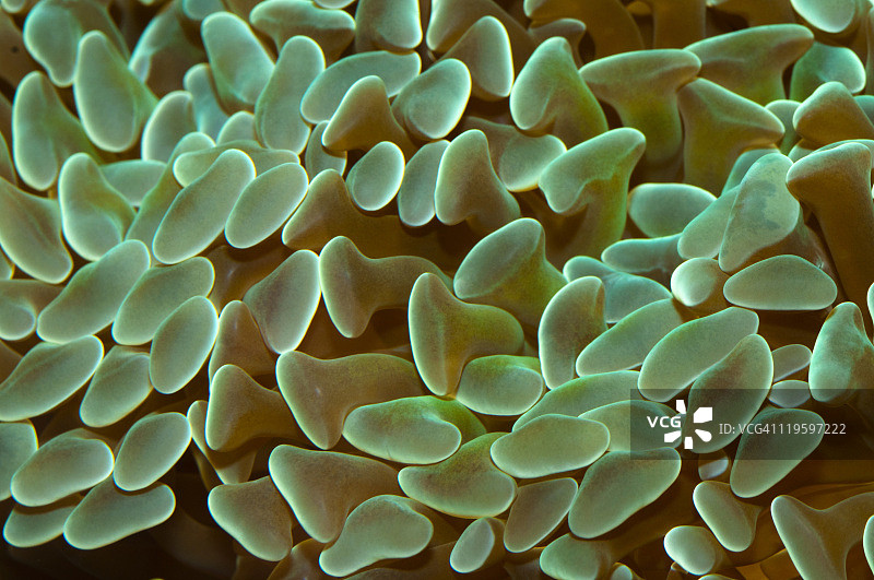 柳珊瑚图片素材