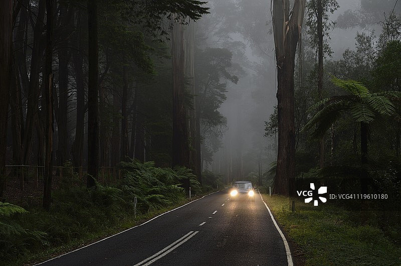 丹德农山区国家公园的雾中山梨树林（澳大利亚维多利亚州）图片素材