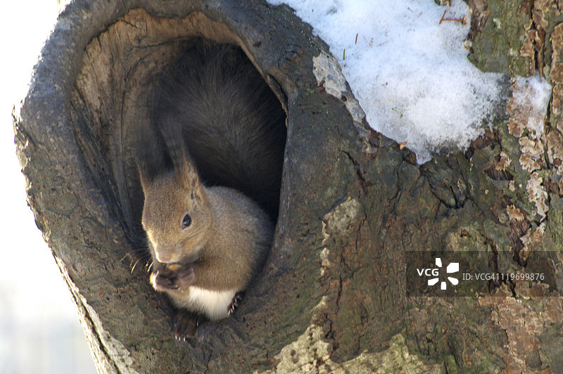 红松鼠图片素材