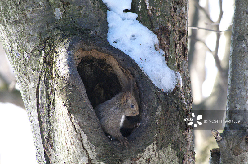 红松鼠图片素材