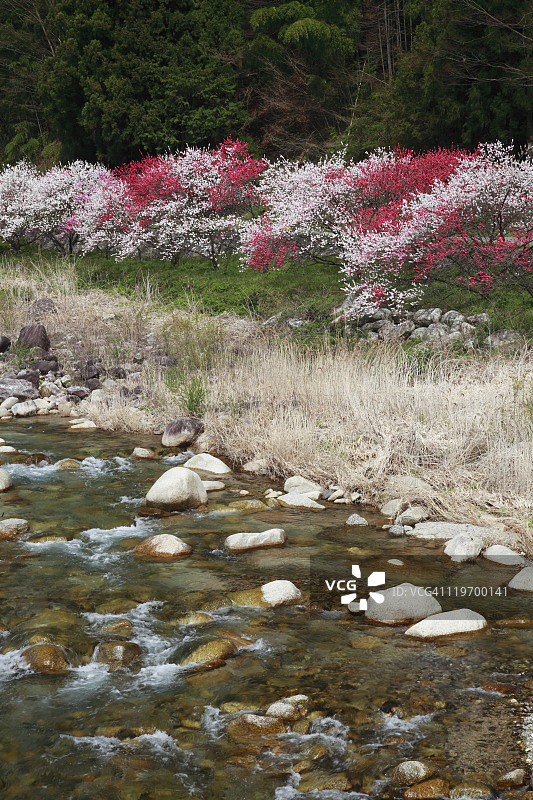 桃花树图片素材
