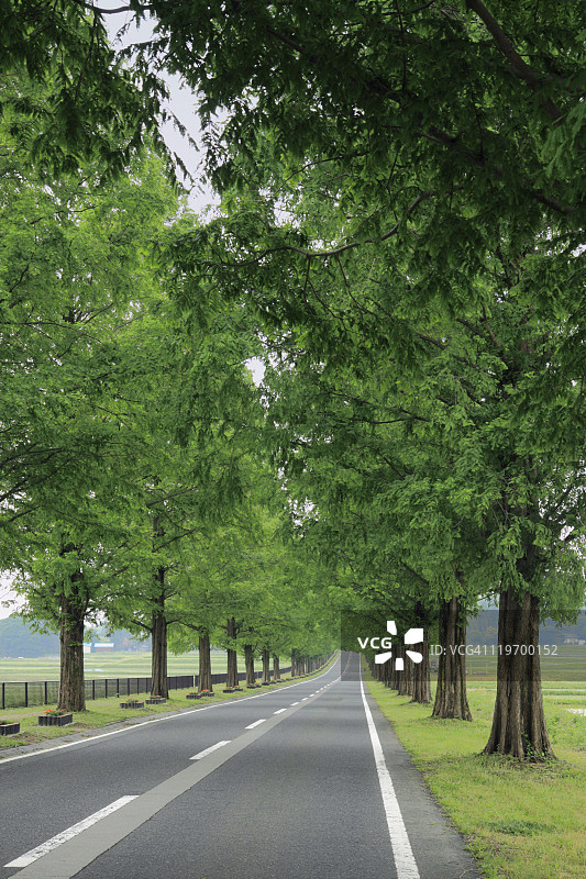 绿树成荫的道路图片素材