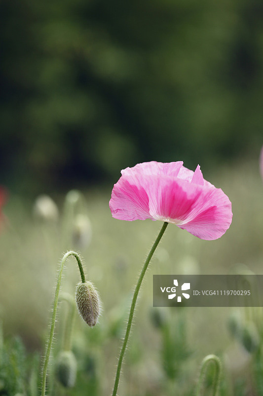 冰岛罂粟花图片素材