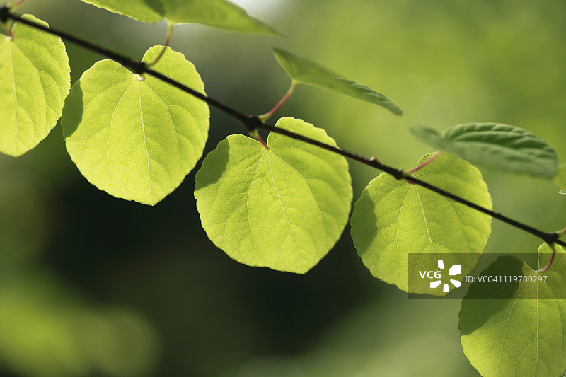 连香树叶图片素材