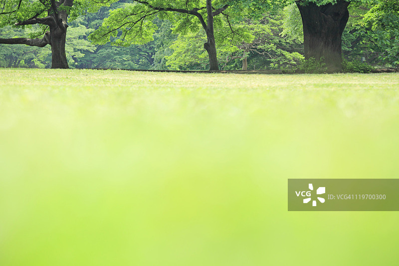 草坪的表面视图图片素材