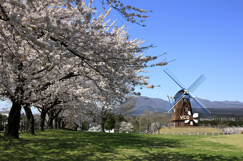 樱花树和旧风车图片素材