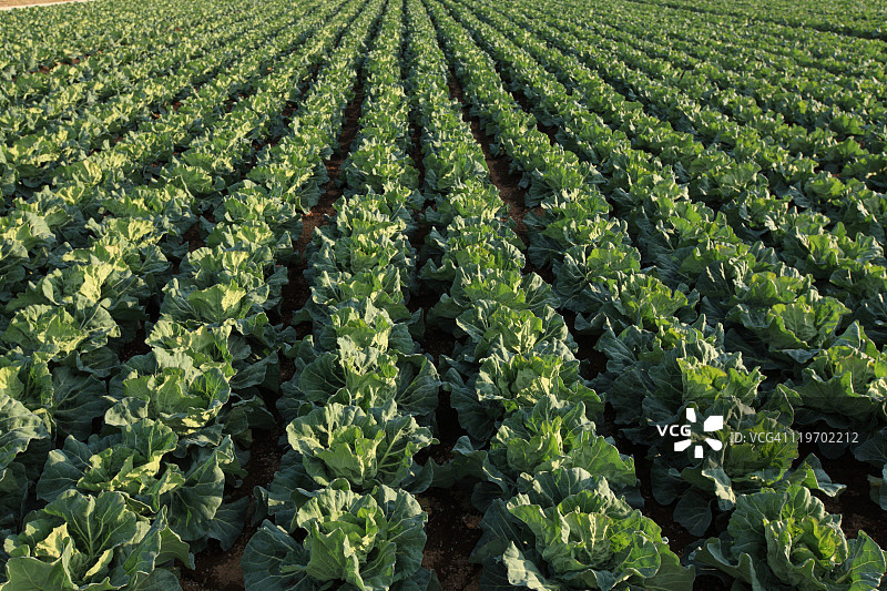 甘蓝田图片素材