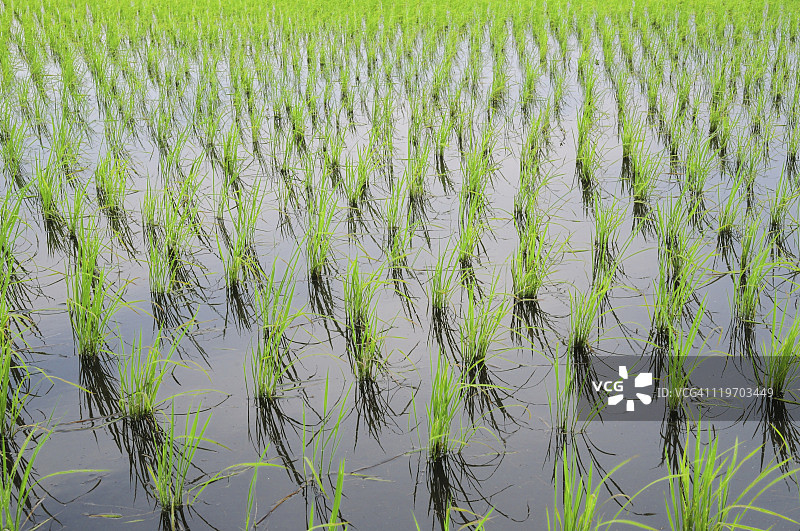 日本本州千叶县的稻田图片素材