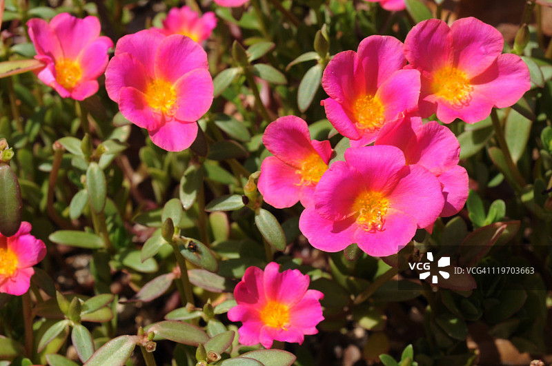 马齿苋图片素材