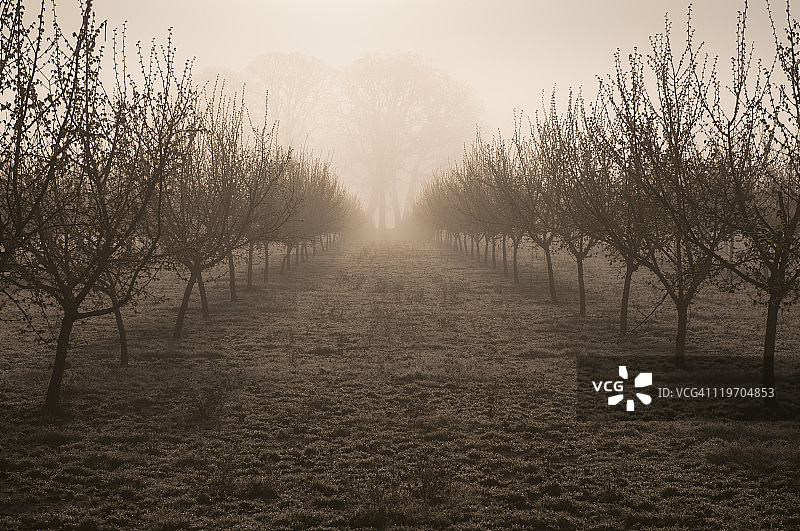 美国俄勒冈州马里昂县的榛子园图片素材