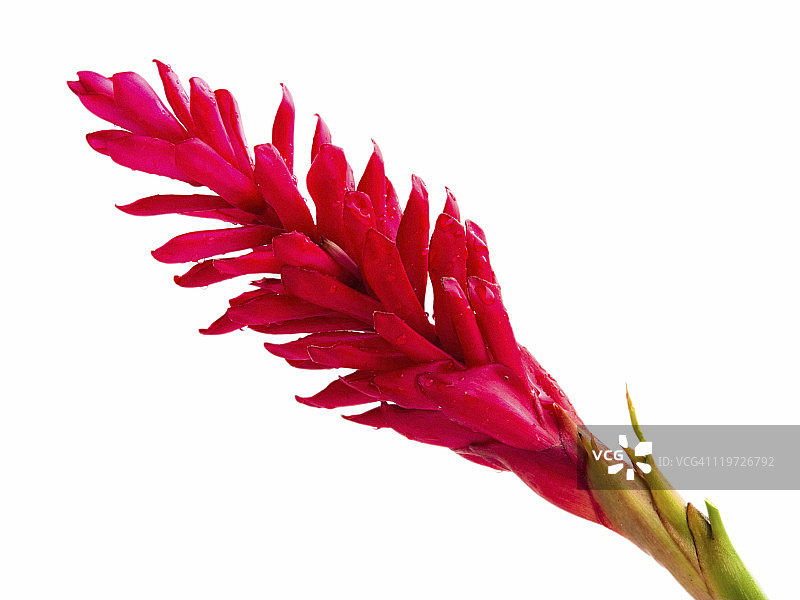 红姜花图片素材