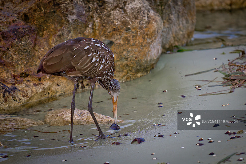 餐桌边的弯嘴滨鹬图片素材
