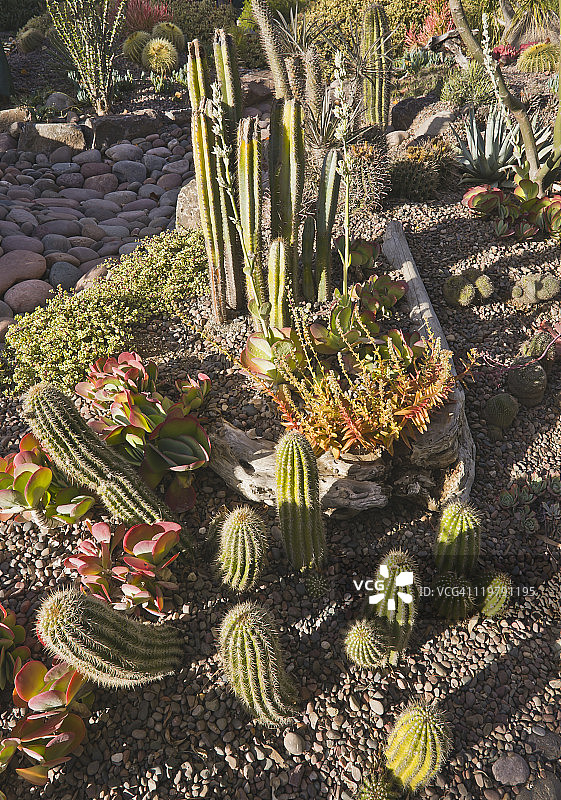 仙人掌和多肉植物花园图片素材