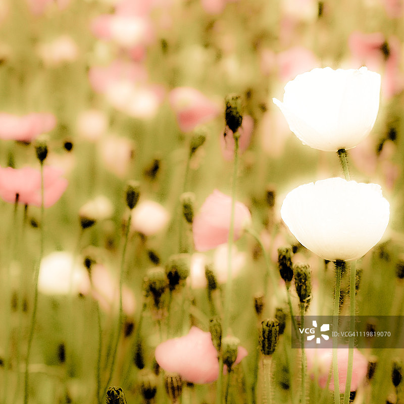 罂粟花田图片素材