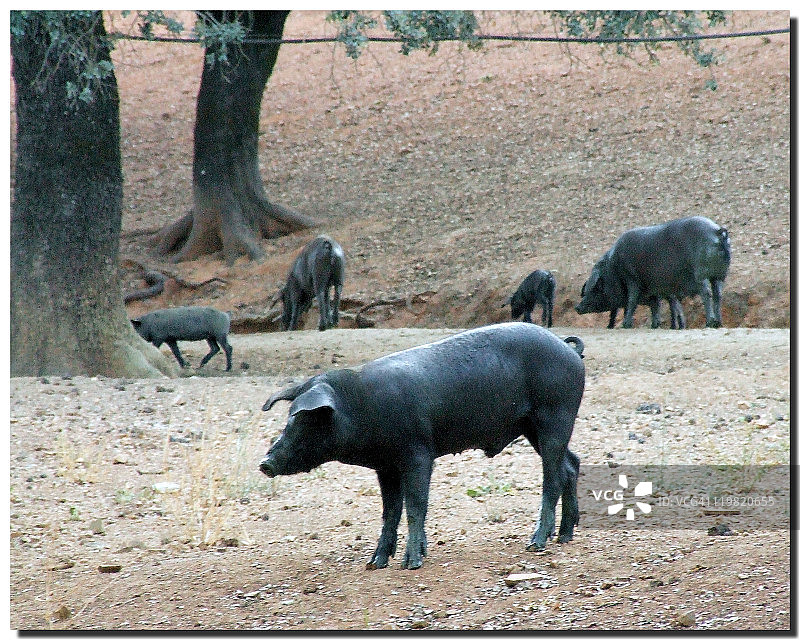 橡子火腿图片素材
