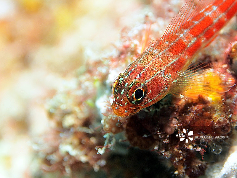 三鳍鱼图片素材