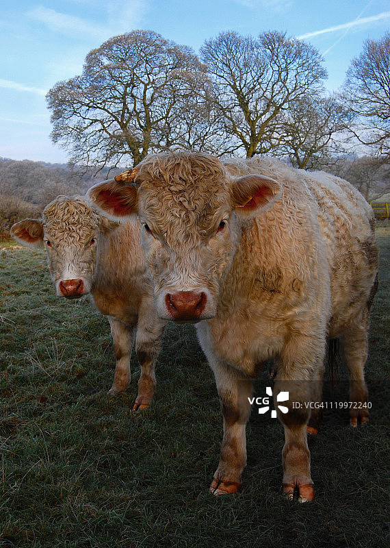 两只驼鹿图片素材