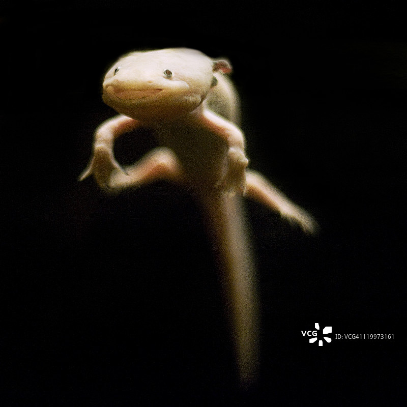 墨西哥钝口螈图片素材