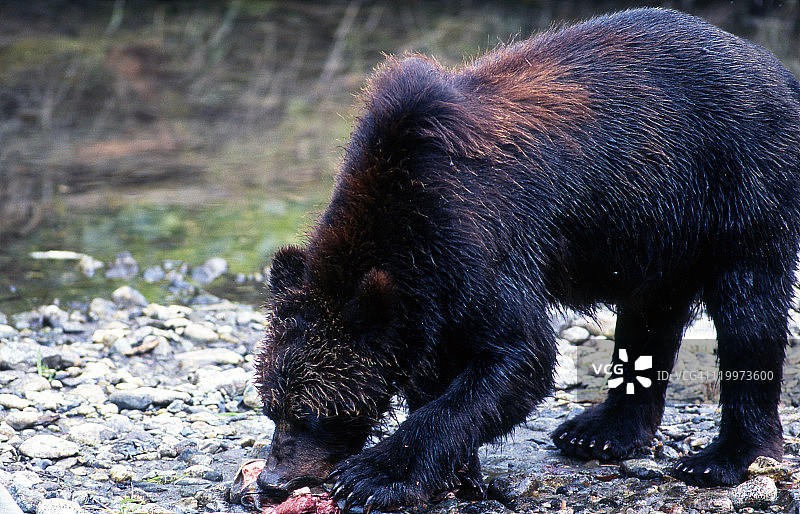 以鲑鱼为食的灰熊图片素材