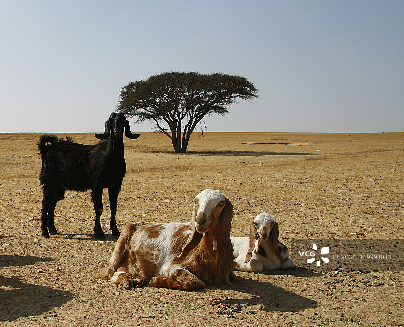 山羊一家图片素材
