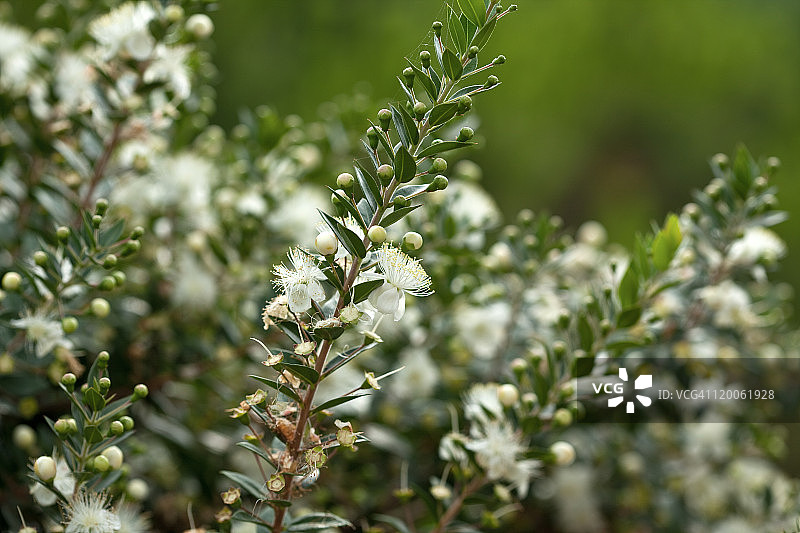 盛开的香桃木图片素材