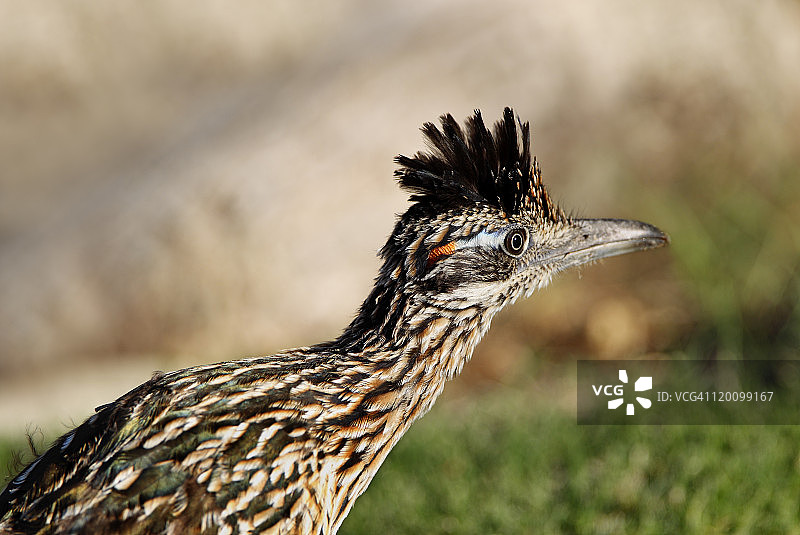 大走鹃图片素材