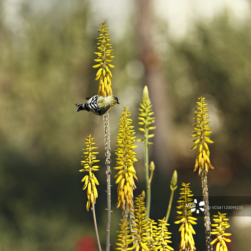黄色沙漠花上的金翅雀图片素材