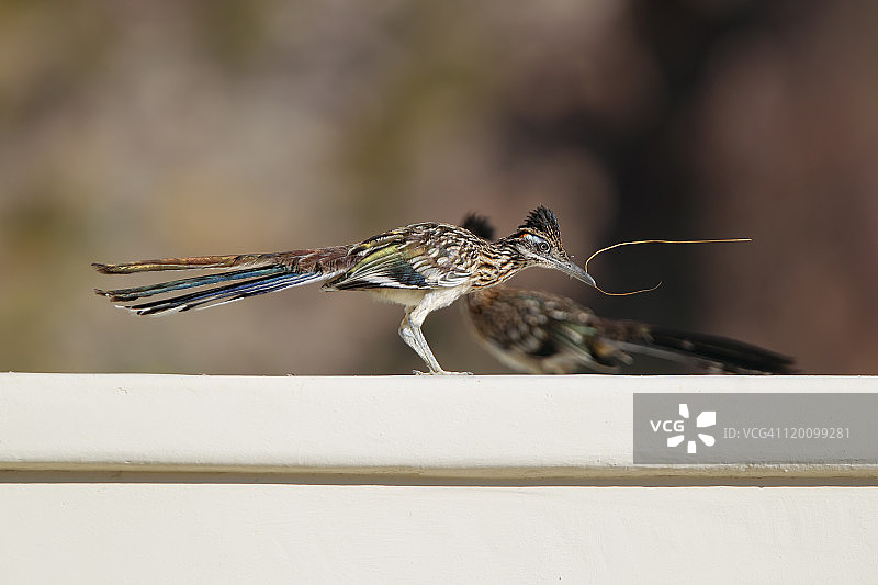 两只走鹃栖息在墙上图片素材