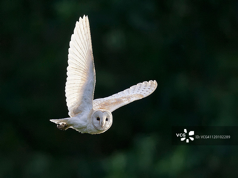 仓鸮信号图片素材