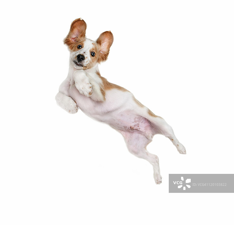 飞翔的小狗图片素材
