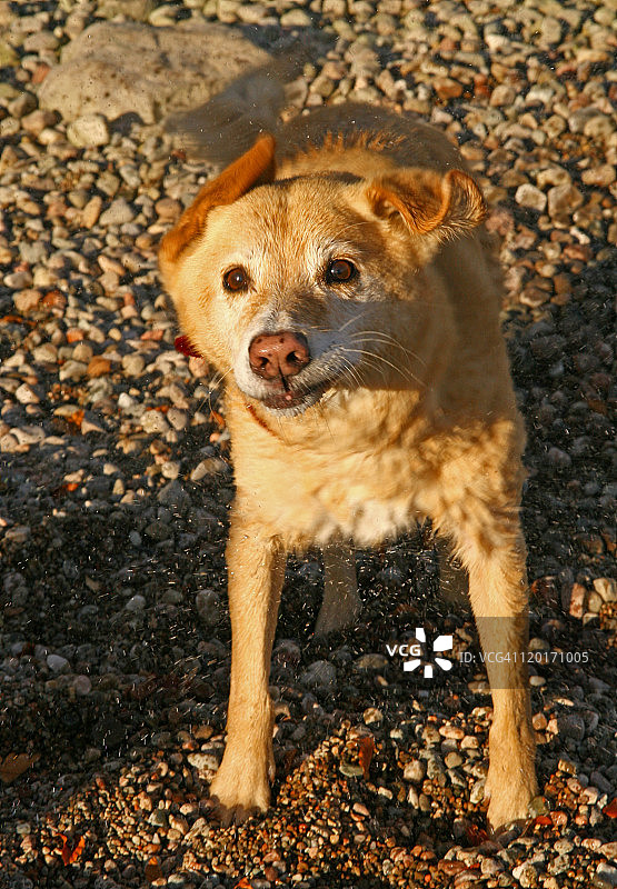 狗甩水图片素材