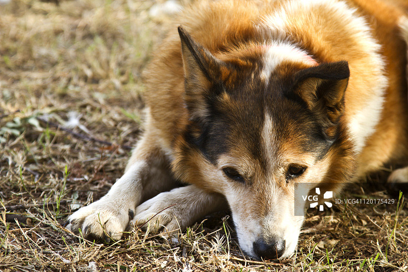 休息中的老狗图片素材