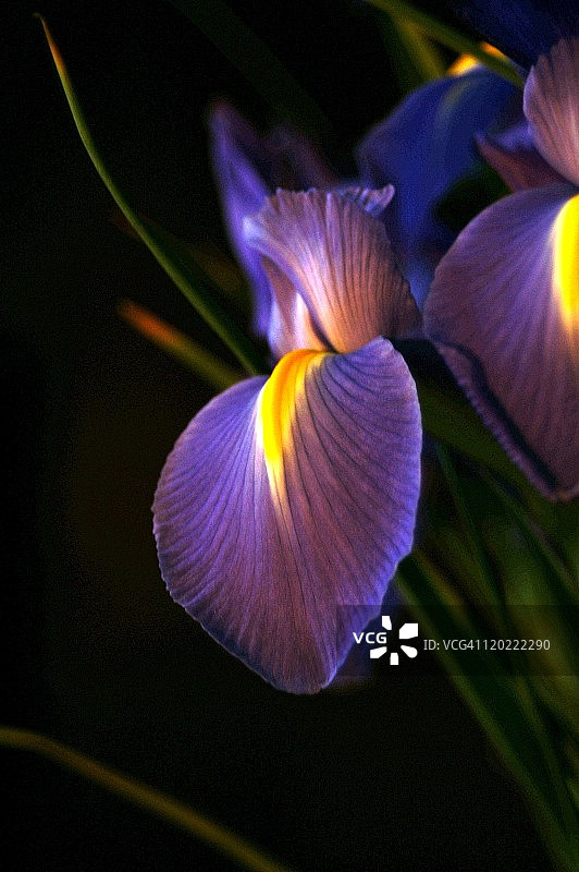 荷兰鸢尾花图片素材