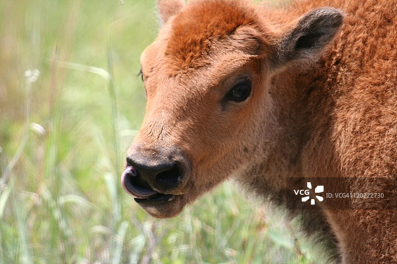 小水牛图片素材