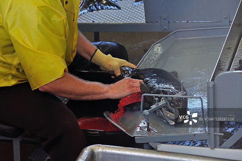 从雌性奇努克鲑鱼中取出鱼卵图片素材