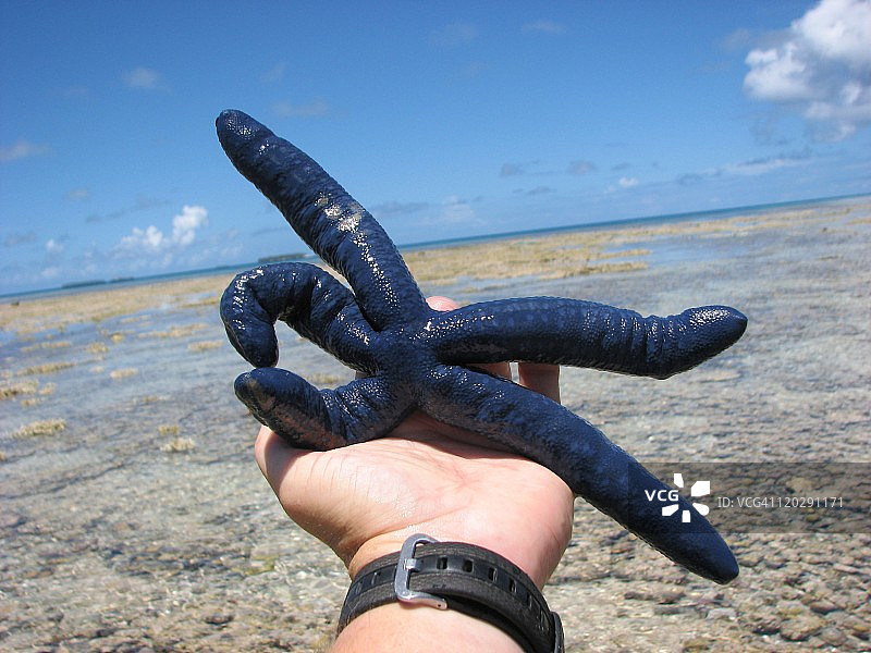 蓝色海星图片素材